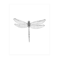 Dragonfly Wings (Print Only)