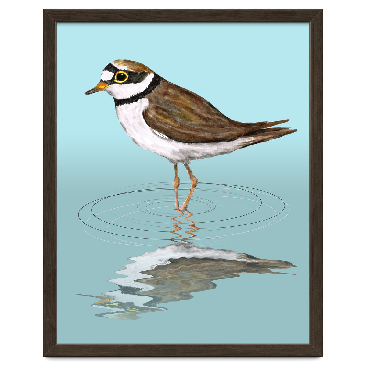 Little ringed  plover