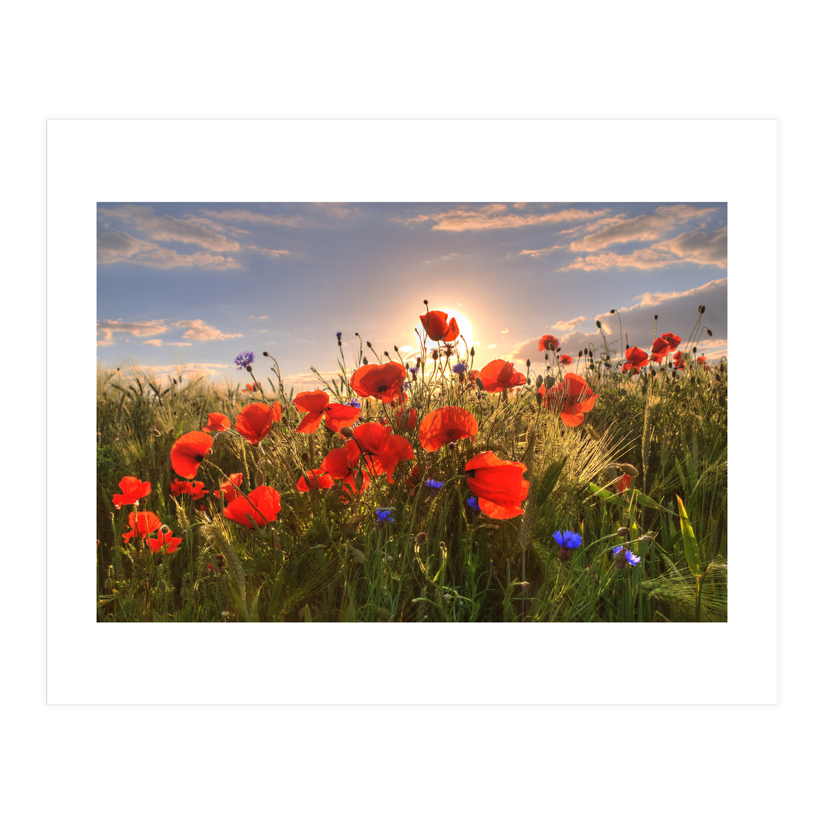 Poppies Light (Print Only)