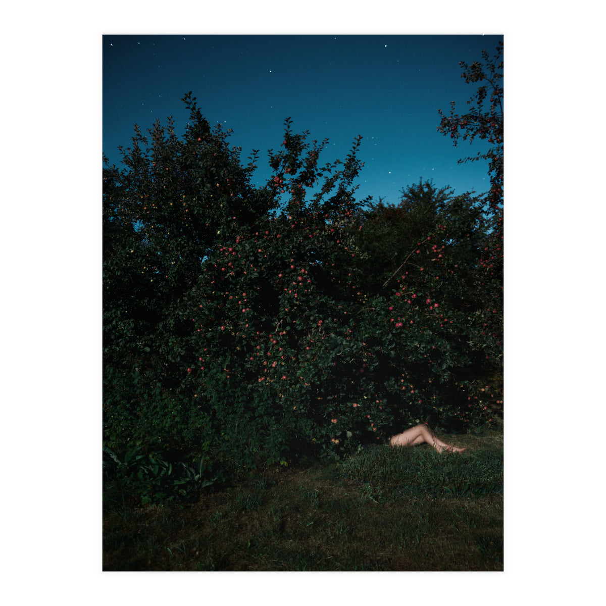 The Cider House Legs (Print Only)