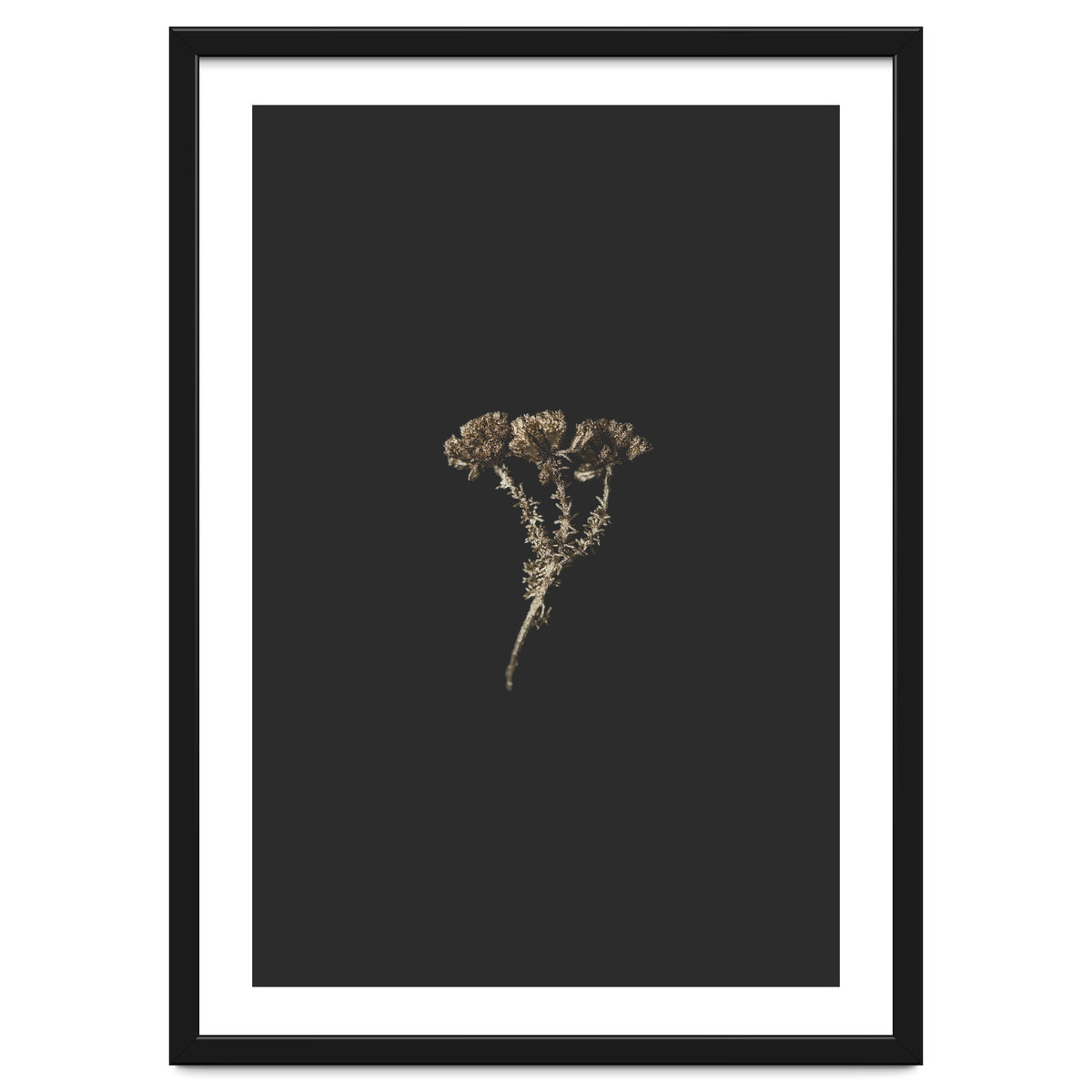 Gold Burst Botanicals