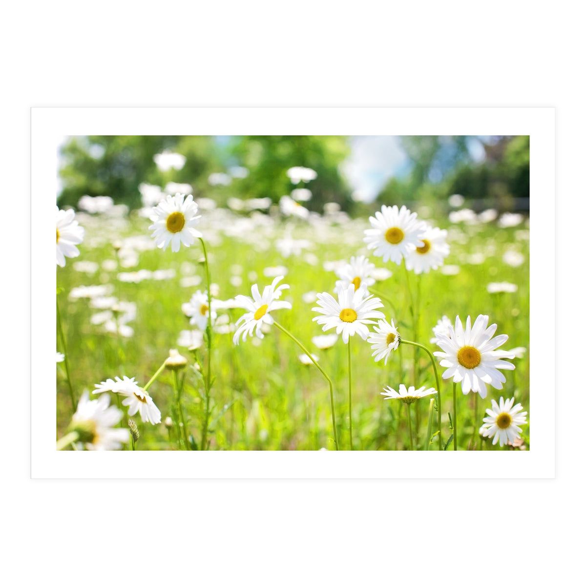 Flowers (Print Only)