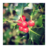 Holly berries  (Print Only) thumbnail