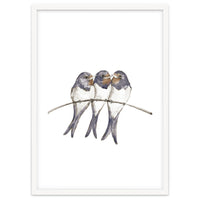 Three young swallows
