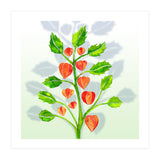 Physalis (Print Only) thumbnail