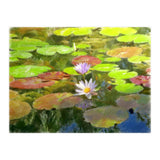 Floating in the water (Print Only) thumbnail
