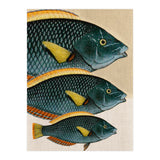 Fish Classic Designs 10 (Print Only) thumbnail