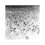 forgotten meadows (Print Only) thumbnail