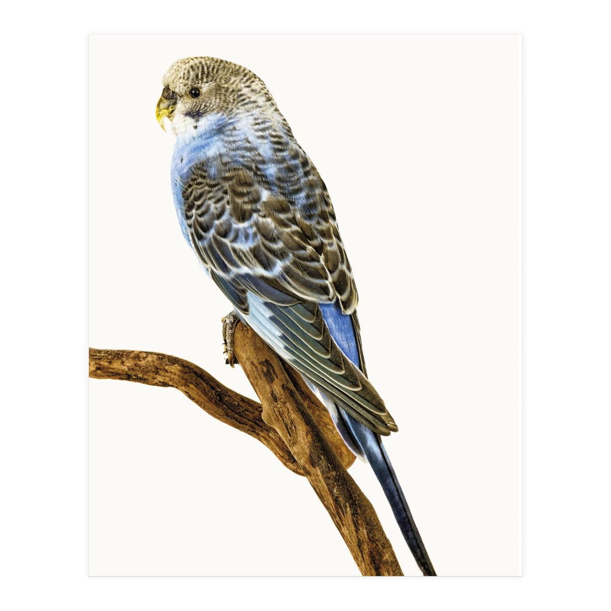 Cc Birds 04 (Print Only)