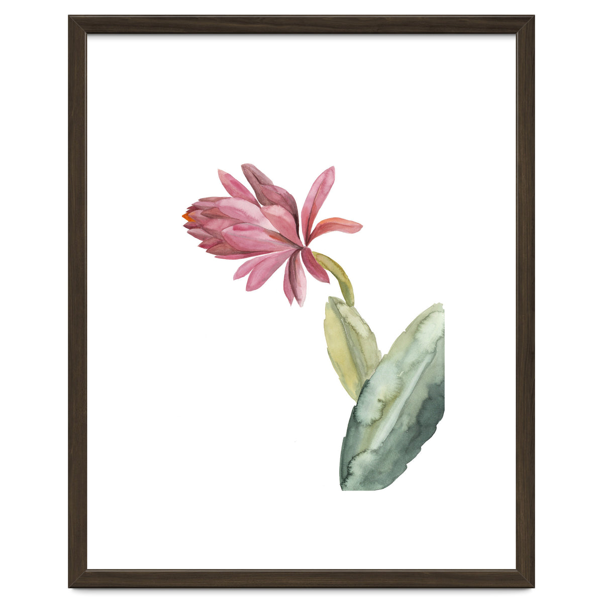 Botanical Illustration Pink Cactus Flower