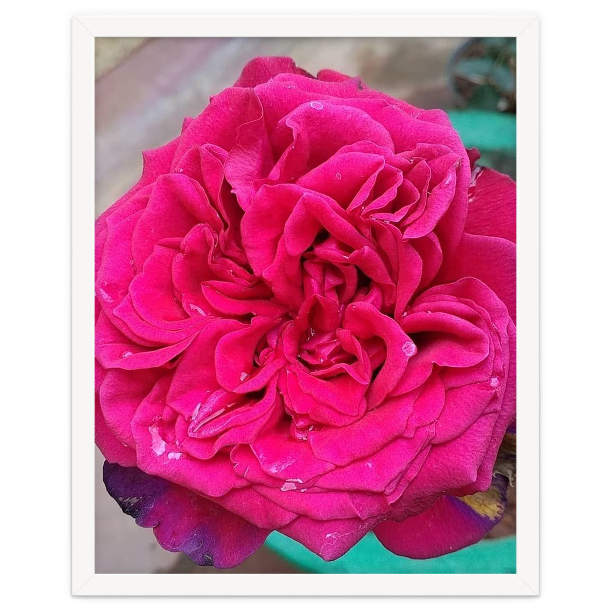 Beautiful Fragrant Rose