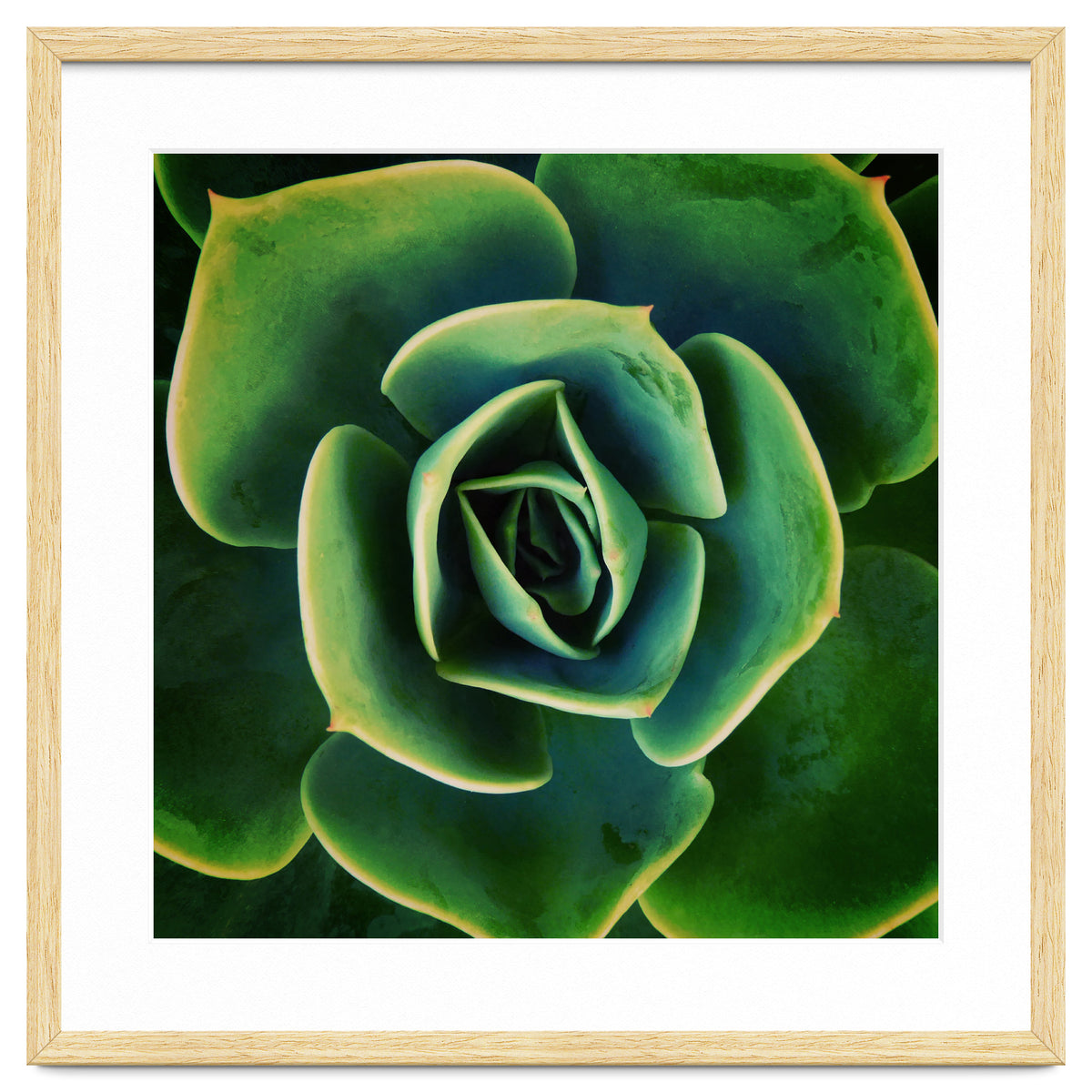 DARKSIDE OF SUCCULENTS XIII