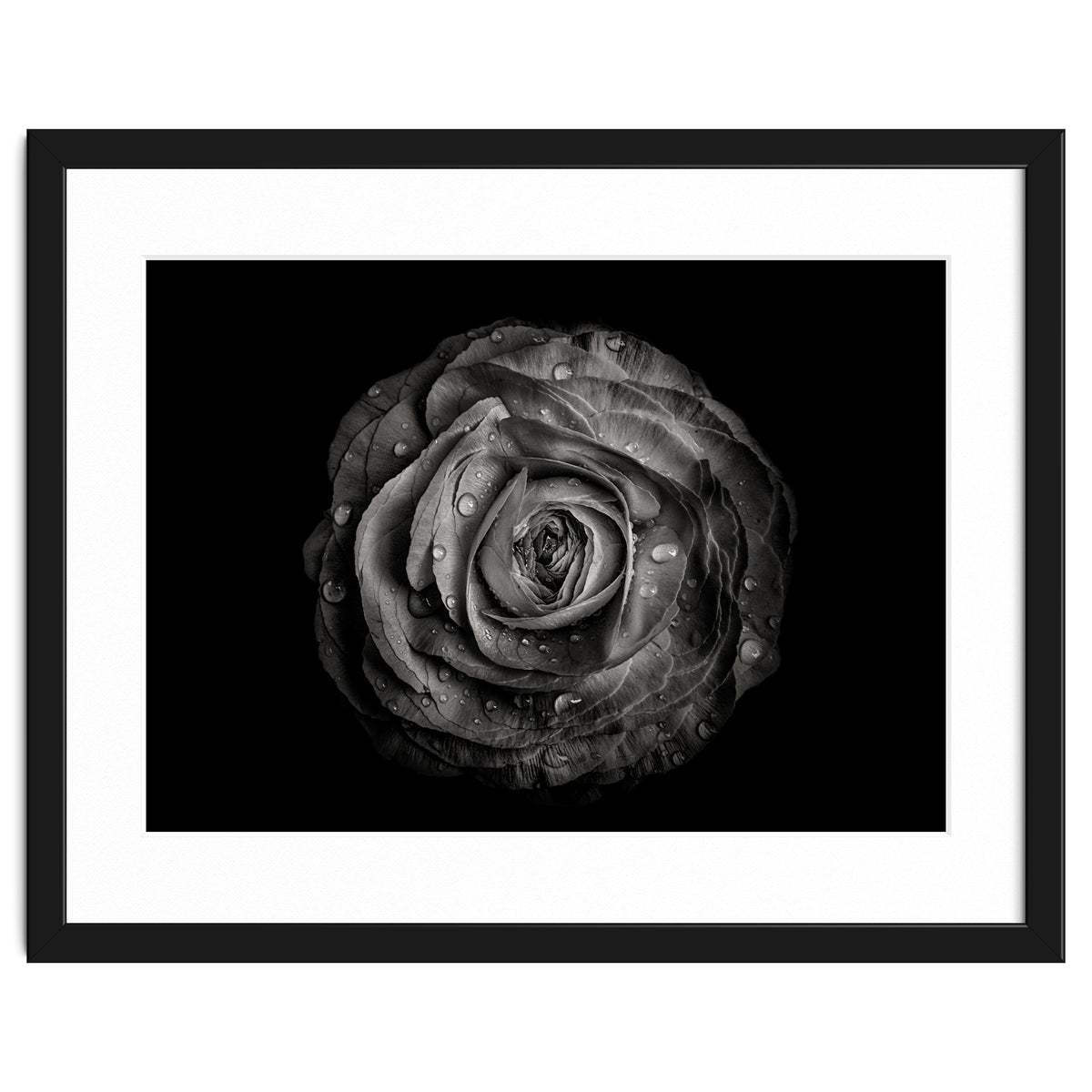 Backyard Flowers In Black And White 72