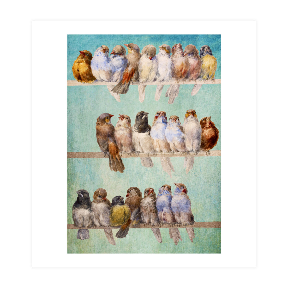 Birds Birds Birds (Print Only)