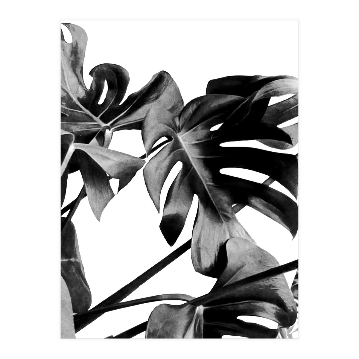 Monstera Black And White 06 (Print Only)