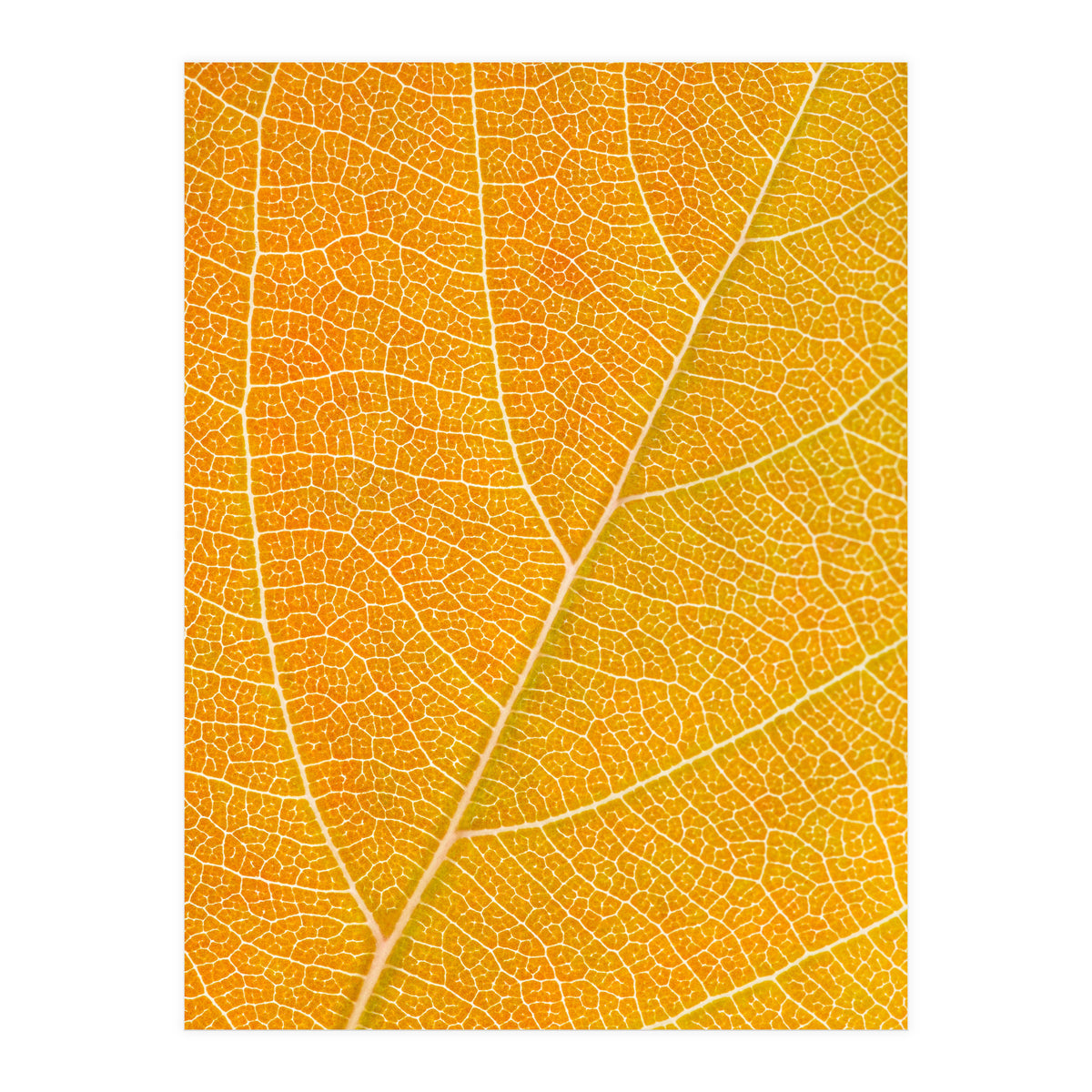 Autumn Leaf (Print Only)