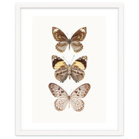 Cc Butterflies 06
