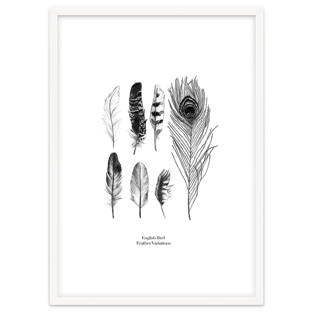 English Feather Variations