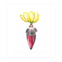 Botanical Illustration Banana (Print Only)