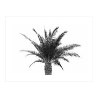 Palm Tree (Print Only)