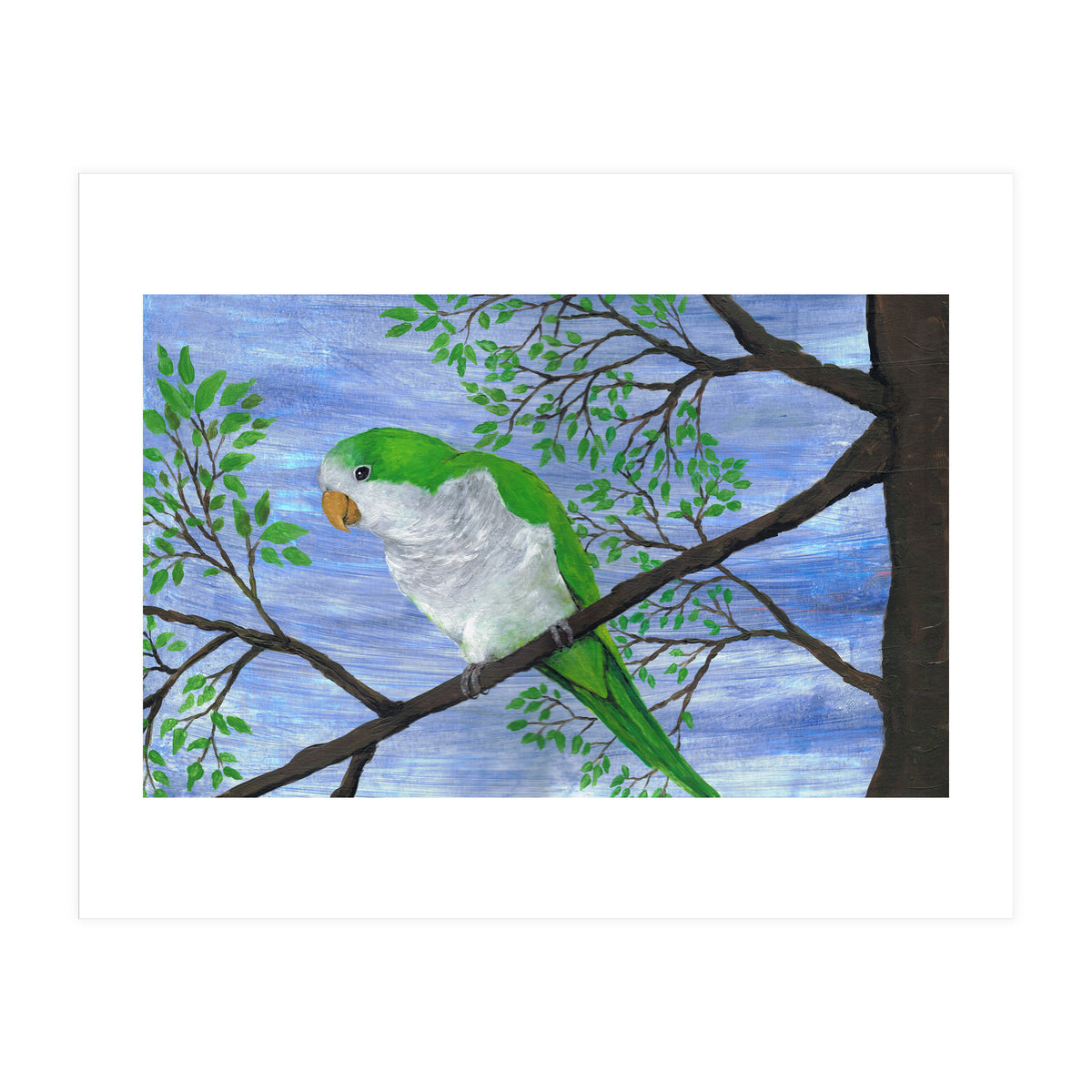 Quaker parrot (Print Only)