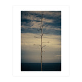 SEA AND TREE (Print Only) thumbnail