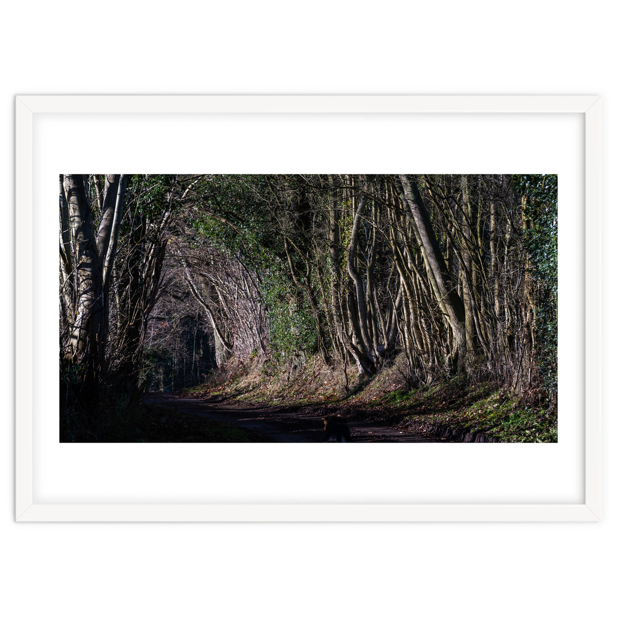 Sunlit Tunnel of Trees
