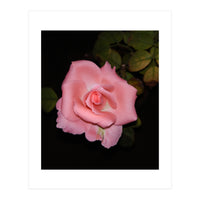 Pink Rose Floral (Print Only)