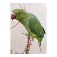 Lovely Indian Cute Parrot (Print Only)
