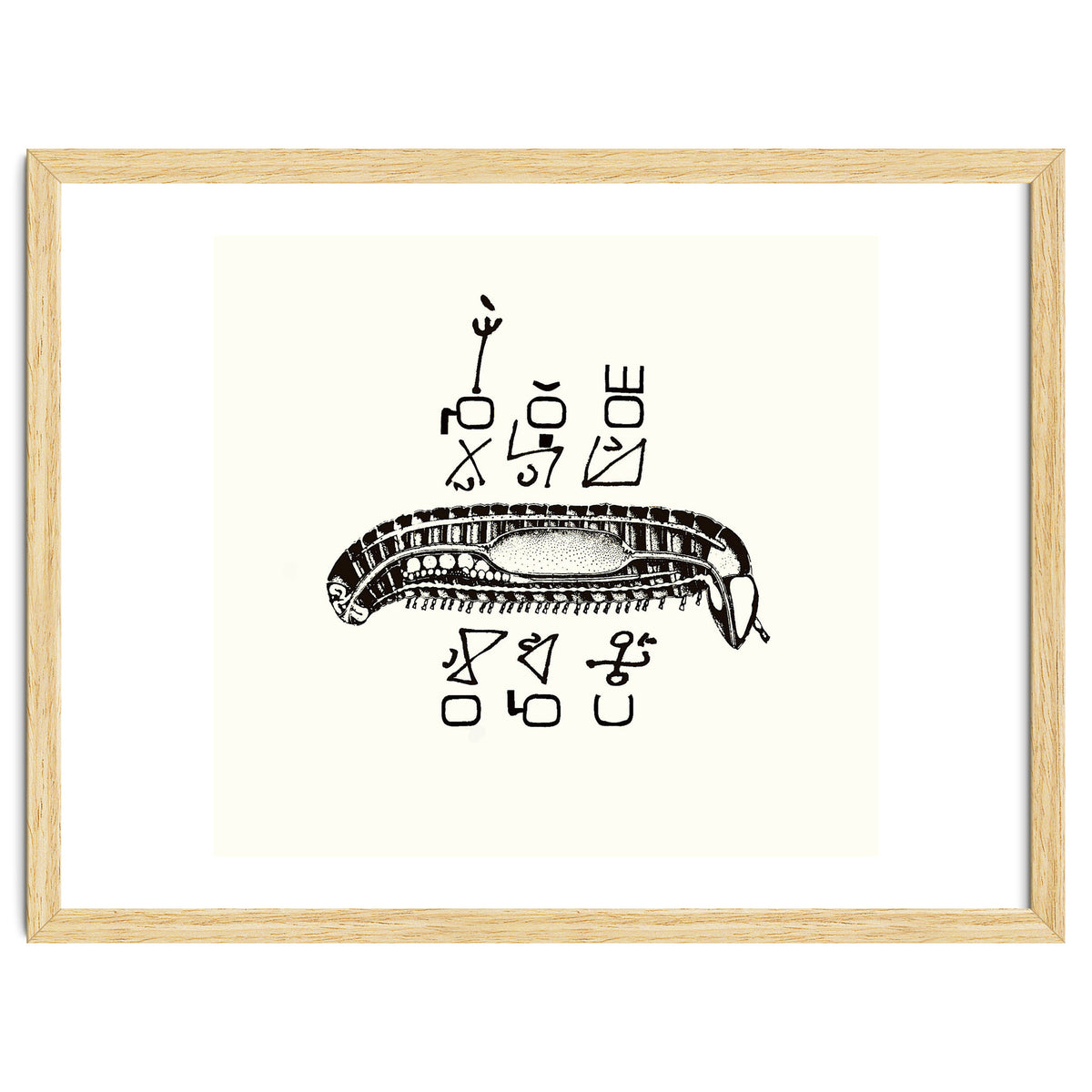 Diplopod David Felix