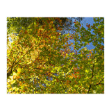 Colors Of Fall (Print Only) thumbnail