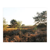 Heath landscape (Print Only) thumbnail