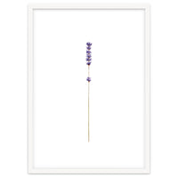 Lavender twig