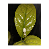 Jasmine Flower Fragrance (Print Only) thumbnail