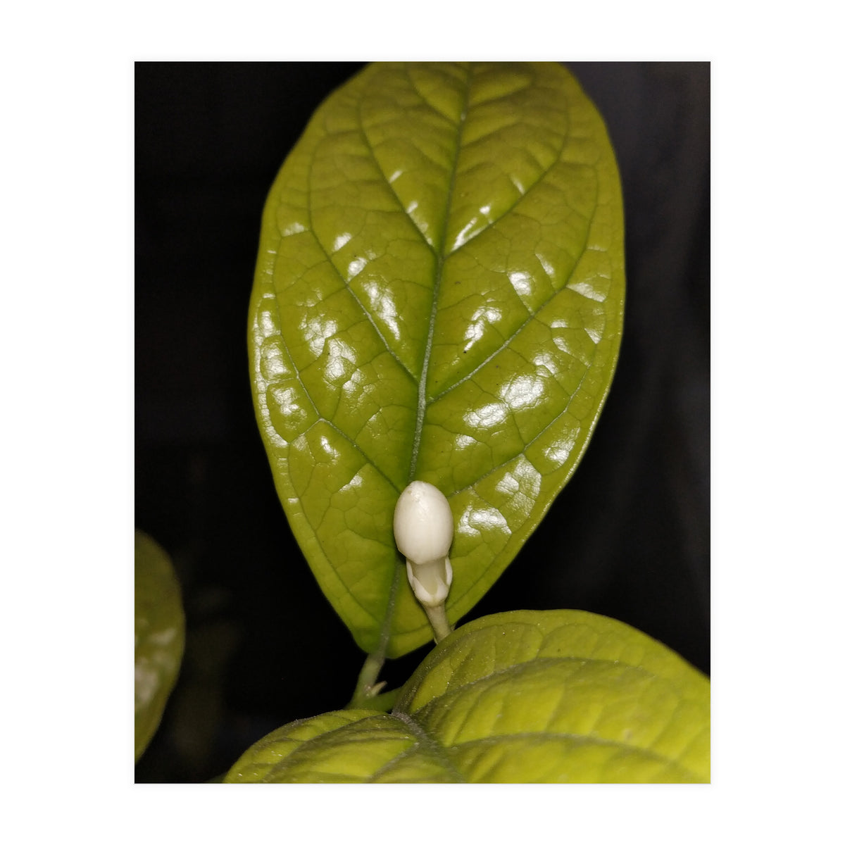 Jasmine Flower Fragrance (Print Only)