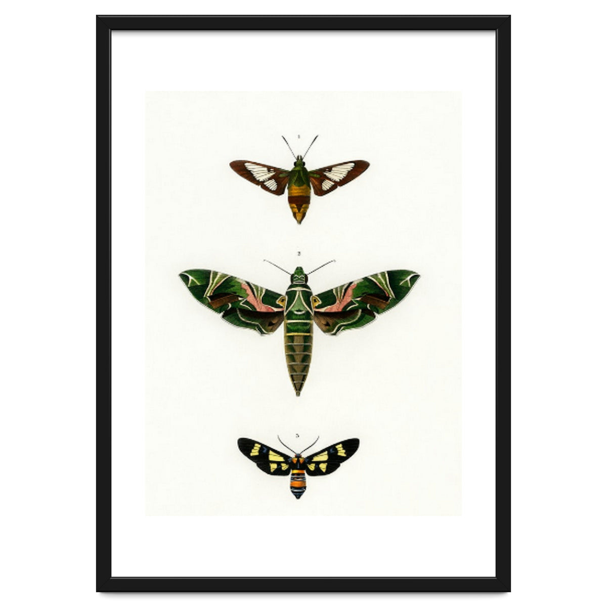 Different types of moths illustrated