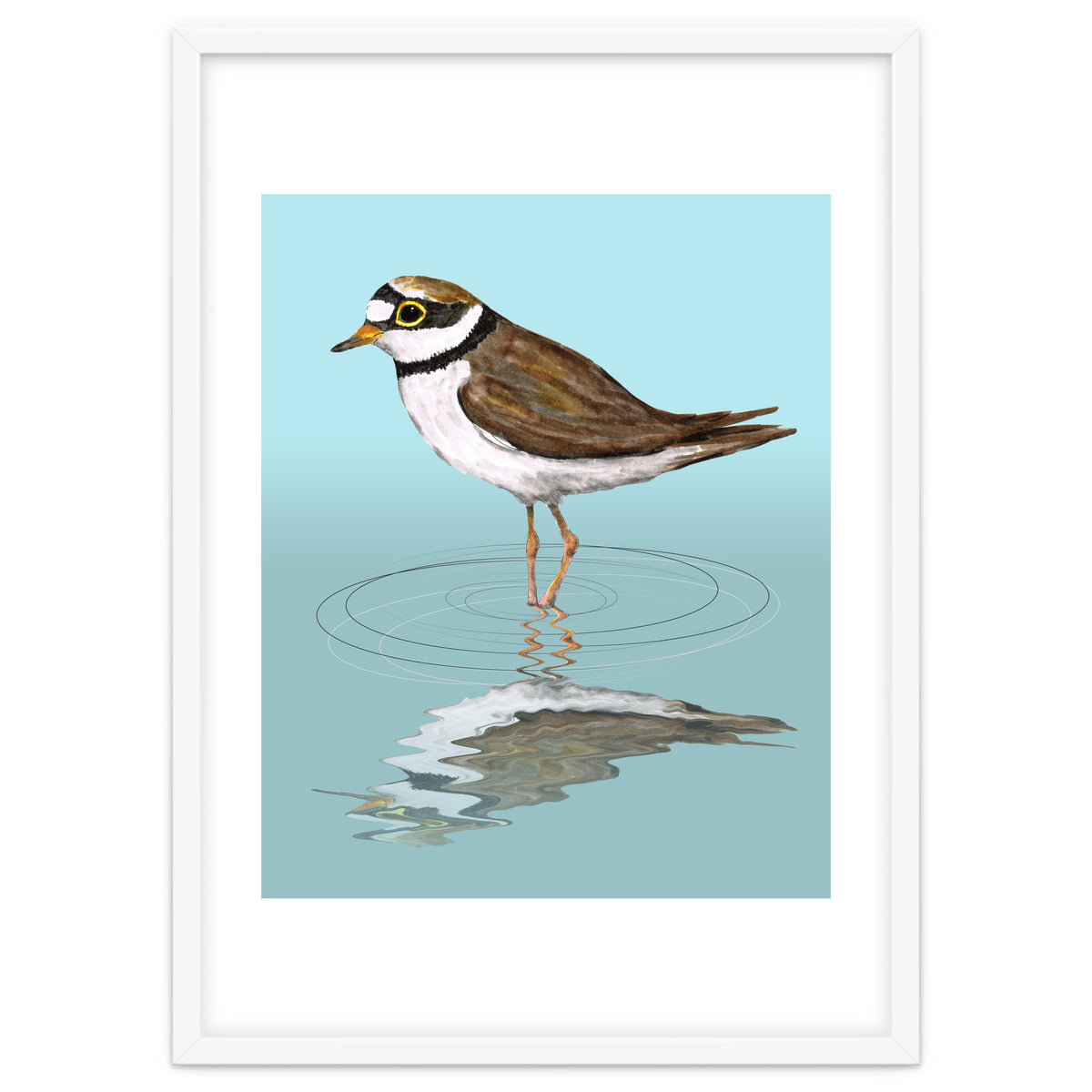 Little ringed  plover