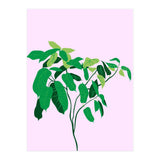 Ficus on Pink Background (Print Only) thumbnail