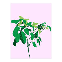Ficus on Pink Background (Print Only)