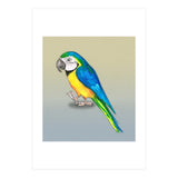 Blue and yellow macaw (Print Only) thumbnail