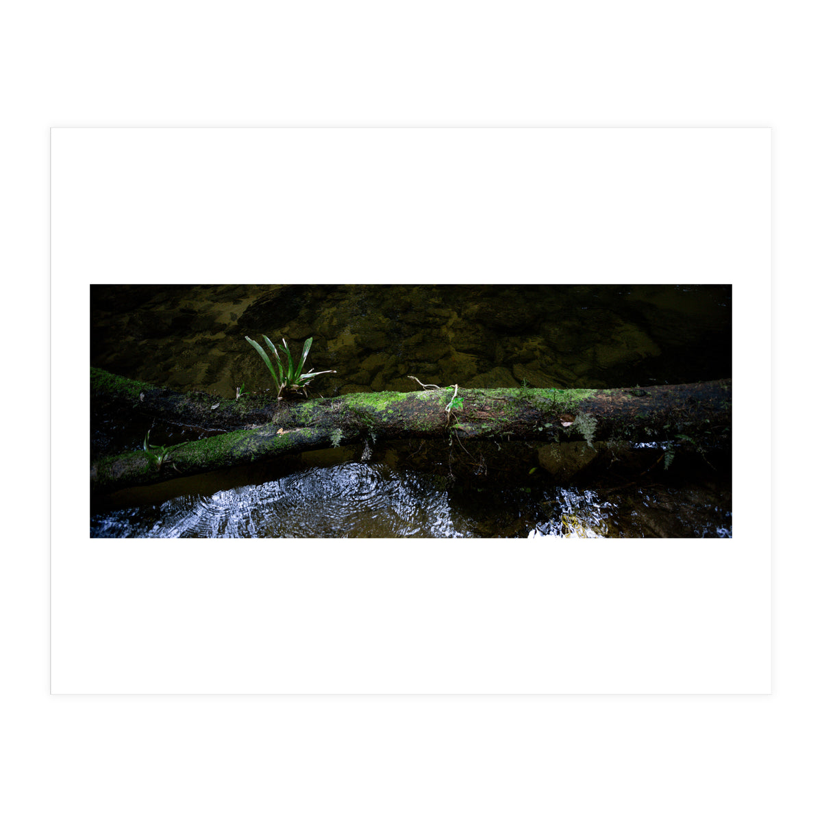 Nature #1 (Print Only)