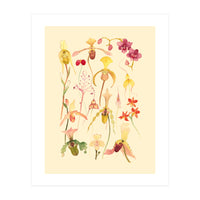 Orchids #3 (Print Only)