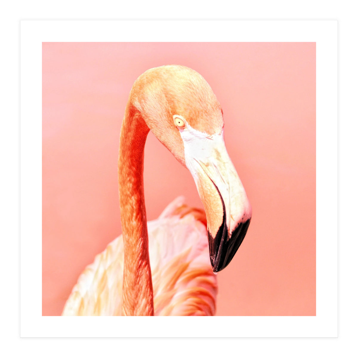 Pink Paradise (Print Only)