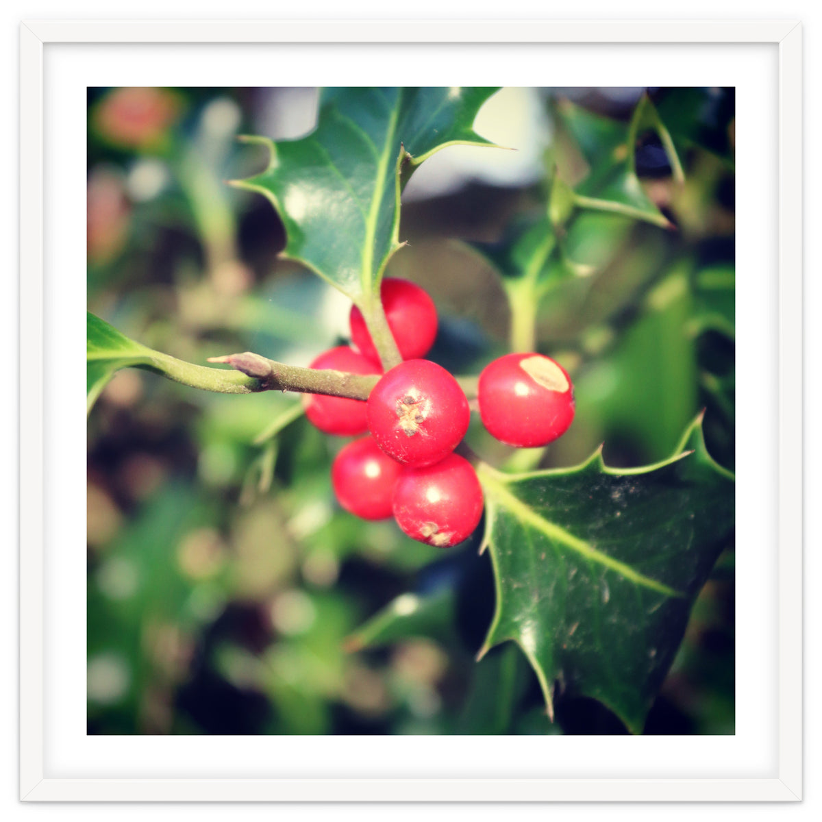 Holly berries