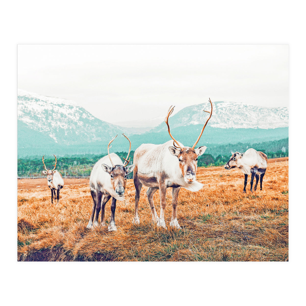 Curious Winter (Print Only)