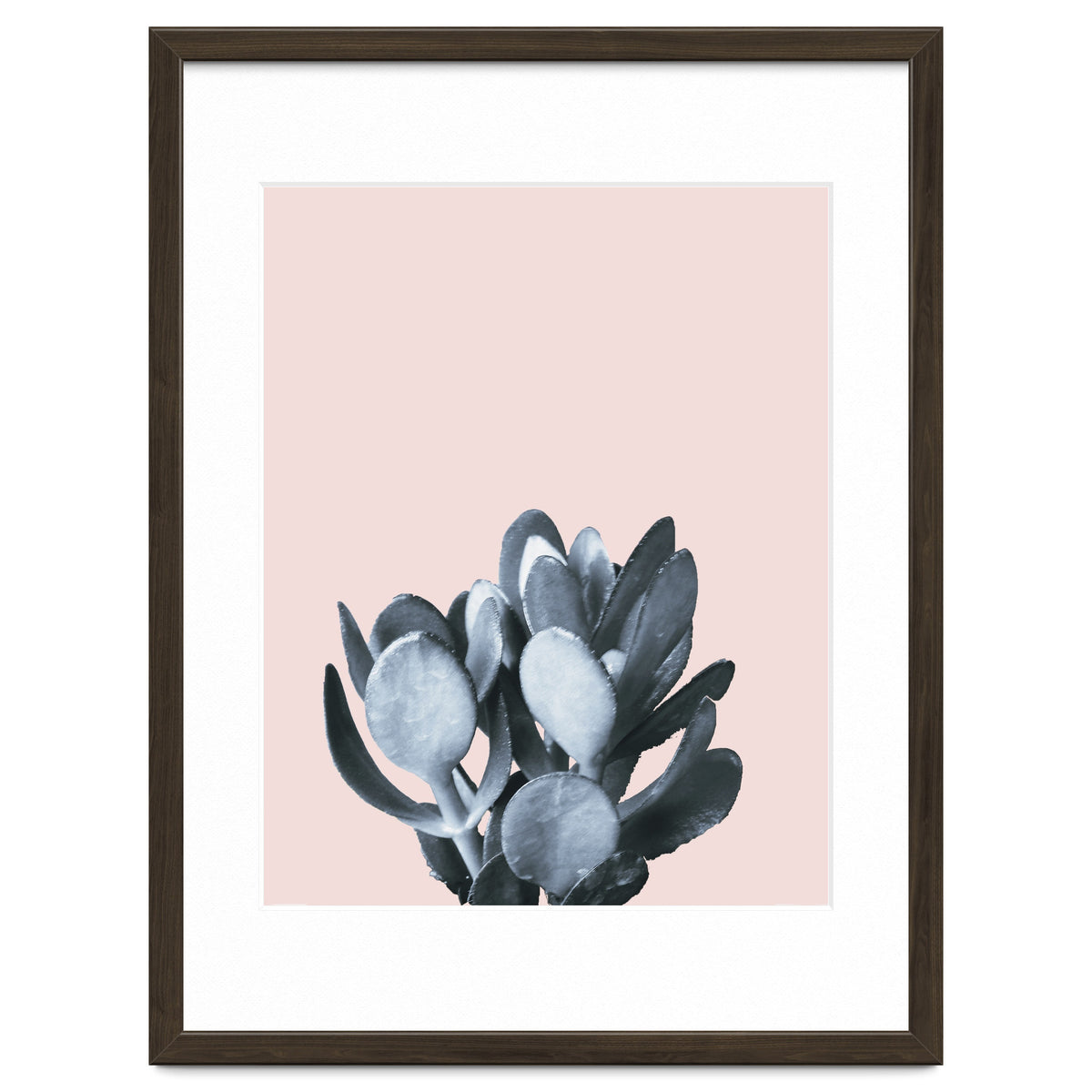 Cactus collection BL-II