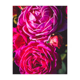 Rose Flowers  (Print Only) thumbnail