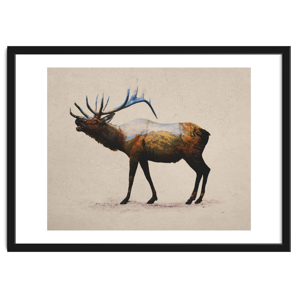 The Rocky Mountain Elk