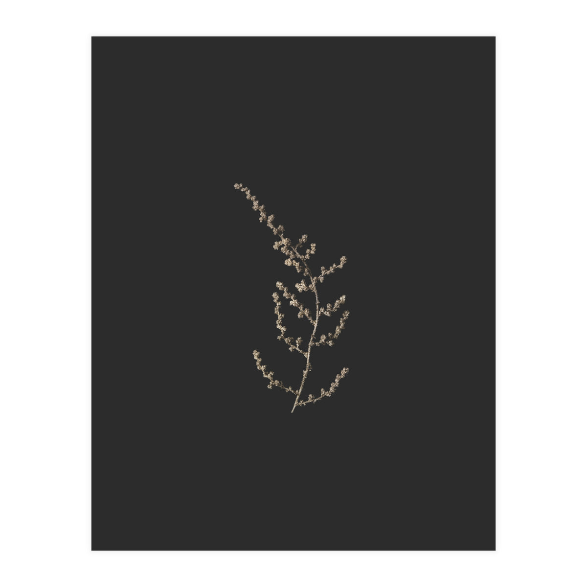 Delicate Golden Fynbos Botanicals on Black (Print Only)