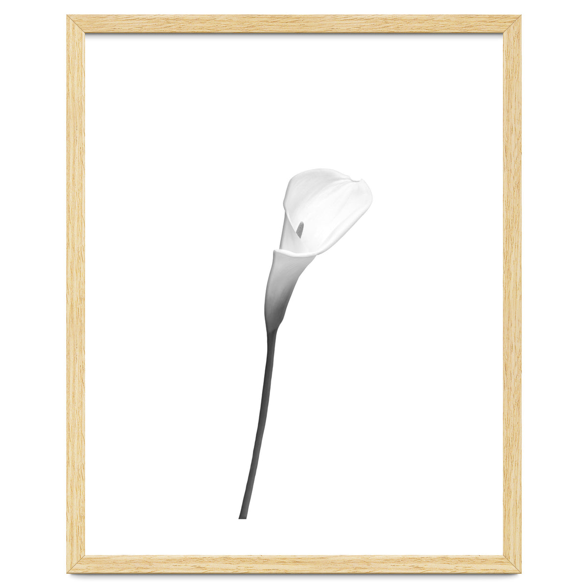 Calla | bright design